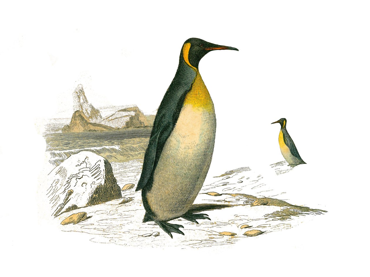 Naturhistorisk styre: Zoologisk styre som representerer brachyptere palmer (dykkende fugler). Den store. Plate hentet fra de ni bindene om fugler i "" Works complete of Buffon""" skrevet av naturforsker Georges Louis Leclerc, greve av Buffon (1707-1788) b. av Edouard Travies