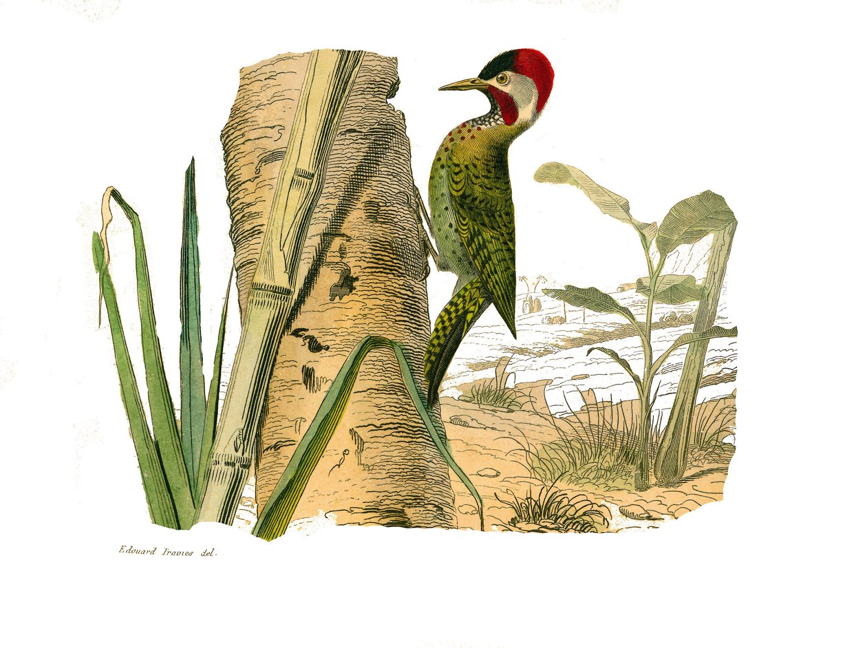Naturhistorisk styre: Zoologisk styre som representerer klatrere. Cayennes stripete topp. Plate tegnet fra de ni bindene om fugler i "" Works complete of Buffon""" skrevet av naturforsker Georges Louis Leclerc, greve av Buffon av Edouard Travies