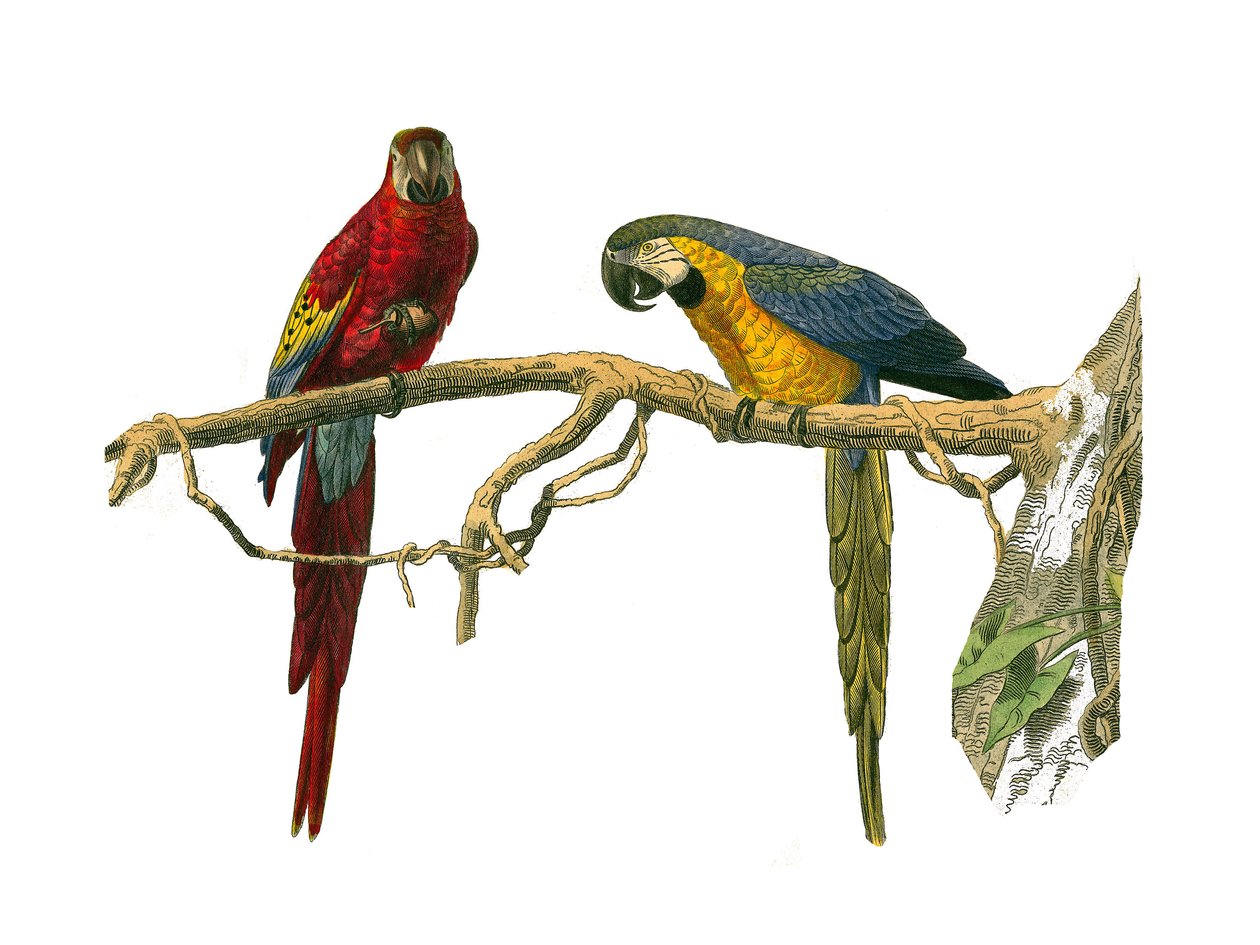 Naturhistorisk styre: Zoologisk styre som representerer klatrere. Rød ara og blå ara. Plate hentet fra de ni bindene om fugler i "" Works complete of Buffon""" skrevet av naturforsker Georges Louis Leclerc, greve av Buffon av Edouard Travies