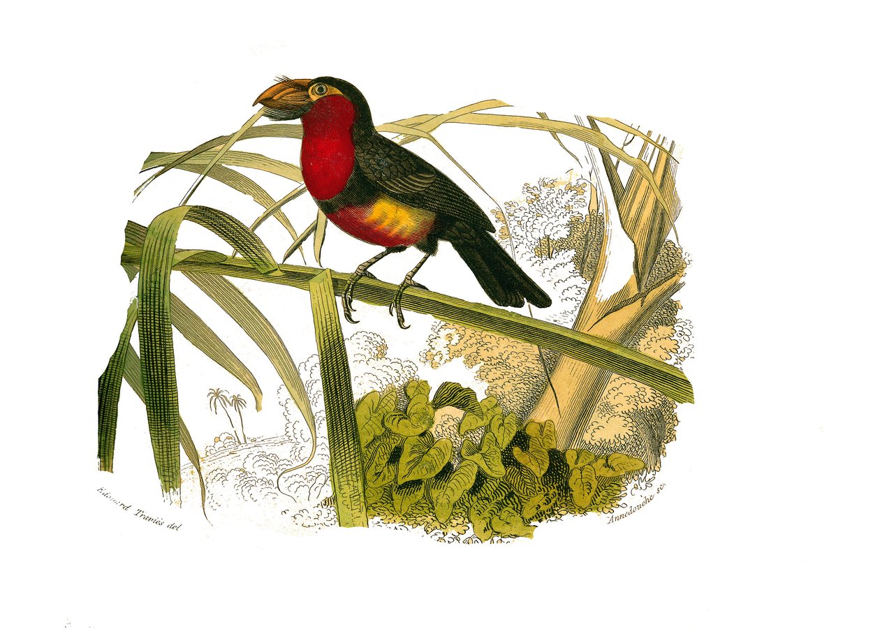 Naturhistorisk styre: Zoologisk styre som representerer klatrere. Barbicanen. Plate hentet fra de ni bindene om fugler i "" Works complete of Buffon""" skrevet av naturforsker Georges Louis Leclerc, greve av Buffon (1707-1788) mellom 1749 og 1785. Illustra av Edouard Travies