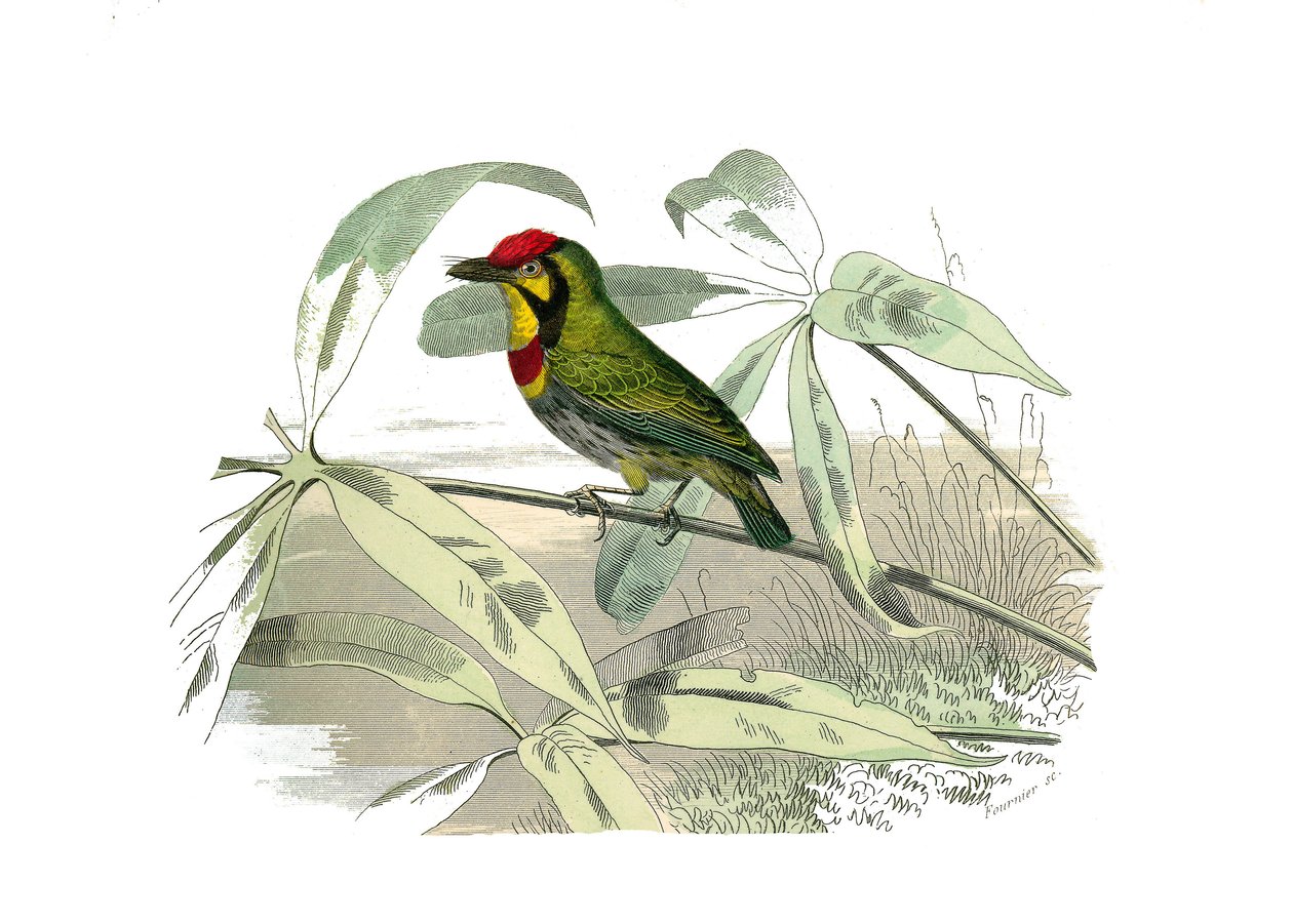 Naturhistorisk styre: Zoologisk styre som representerer klatrere. Den skjeggete har en gul hals. Plate hentet fra de ni bindene om fugler i "" Works complete of Buffon""" skrevet av naturforsker Georges Louis Leclerc, greve av Buffon av Edouard Travies