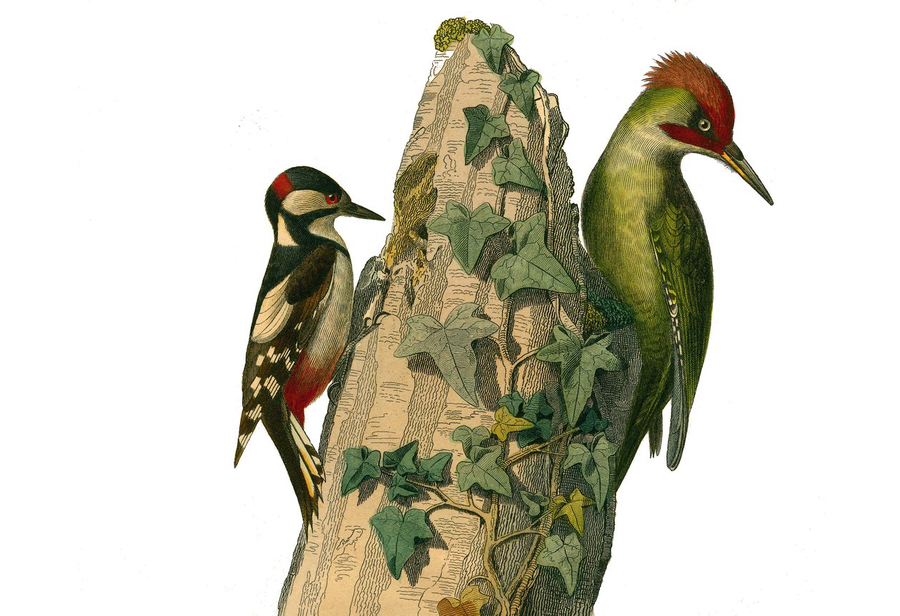 Naturhistorisk styre: Zoologisk styre som representerer klatrere. Epiken og den grønne spetten har rødt hode (grønn topp). Plate hentet fra de ni bindene om fugler i "" Works complete of Buffon""" skrevet av naturforsker Georges Louis Leclerc, Coun av Edouard Travies