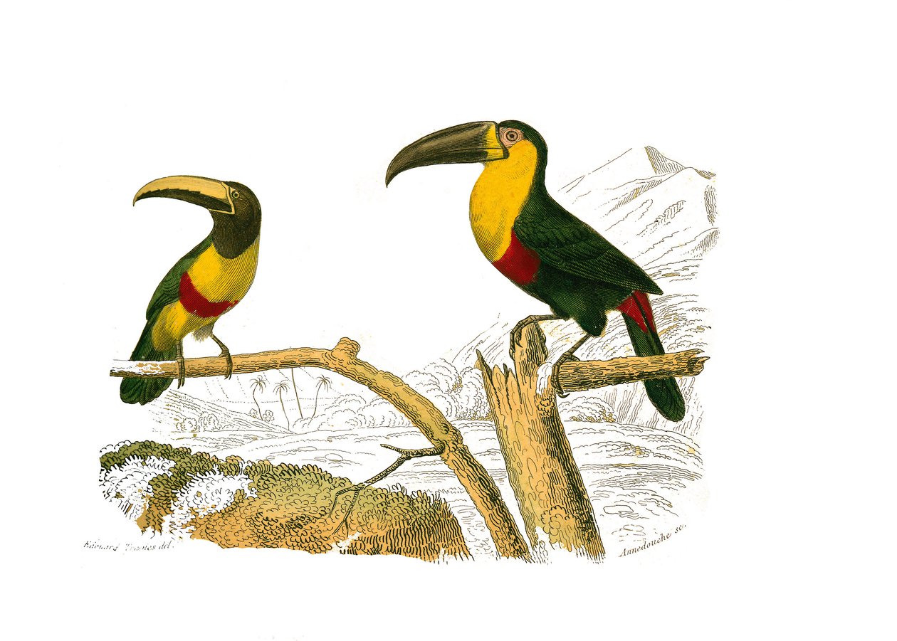 Naturhistorisk styre: Zoologisk styre som representerer klatrere. Grigri aracari og gulstrupet tukan. Plate hentet fra de ni bindene om fugler i "" Works complete of Buffon""" skrevet av naturforsker Georges Louis Leclerc, greve av Buffon (170) av Edouard Travies