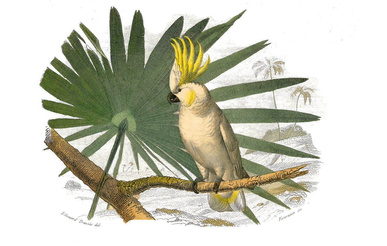 Naturhistorisk styre: Zoologisk styre som representerer klatrere. Kakatoene har gul hupe. Plate trukket fra de ni bindene om fugler i "" Works complete of Buffon""" skrevet av naturforsker Georges Louis Leclerc, greve av Buffon (1707-1788) mellom 1749 av Edouard Travies