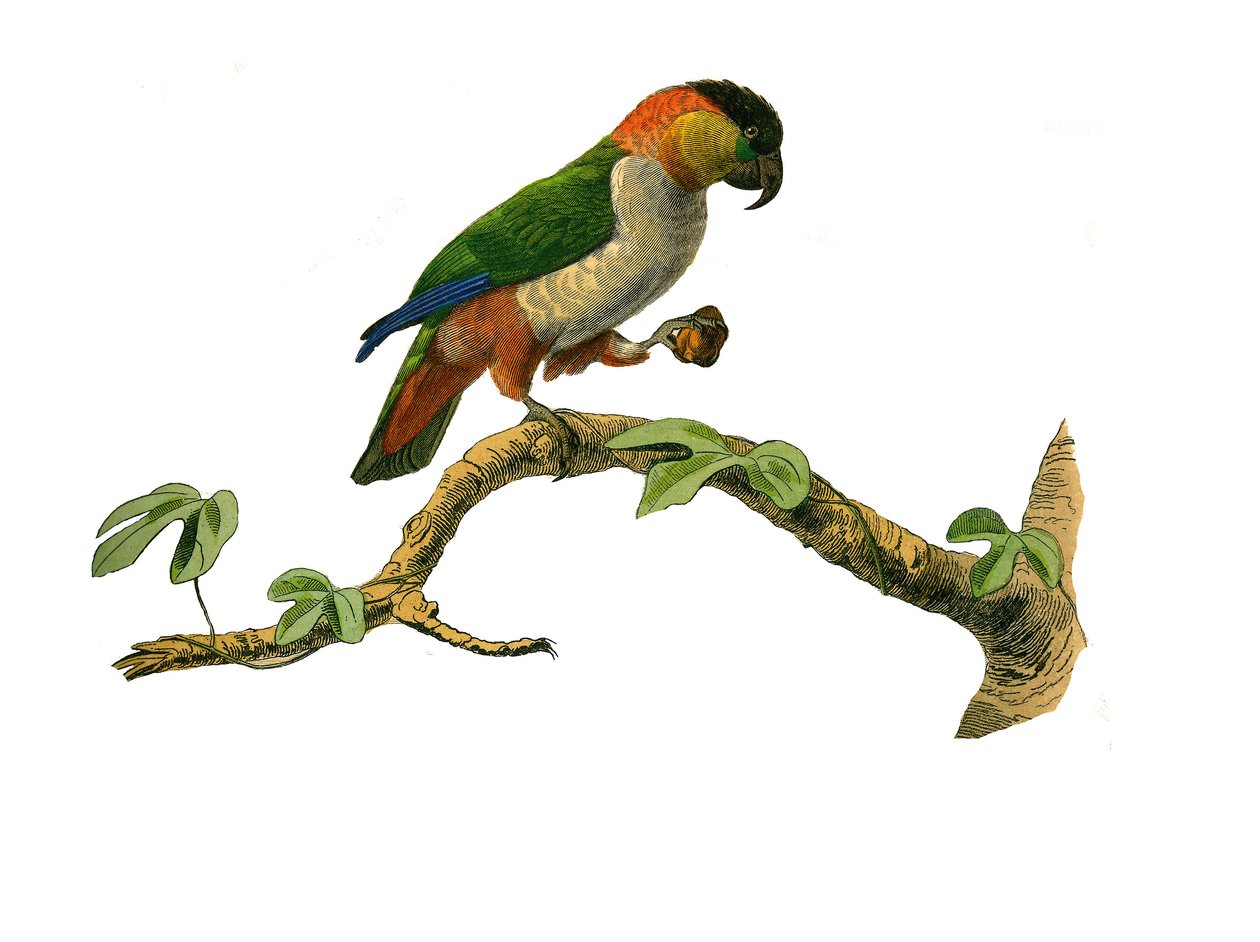 Naturhistorisk styre: Zoologisk styre som representerer klatrere. Maipouri. Plate hentet fra de ni bindene om fugler i "" Works complete of Buffon""" skrevet av naturforsker Georges Louis Leclerc, greve av Buffon av Edouard Travies