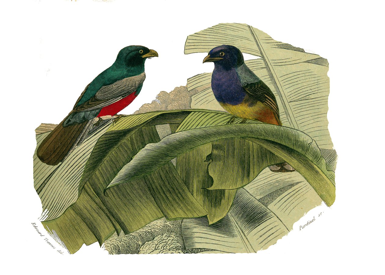 Naturhistorisk styre: Zoologisk styre som representerer klatrere. Den røde magen og den gule magen. Plate hentet fra de ni bindene om fugler i "" Works complete of Buffon""" skrevet av naturforsker Georges Louis Leclerc, greve av Buffon (1707-1788) mellom av Edouard Travies