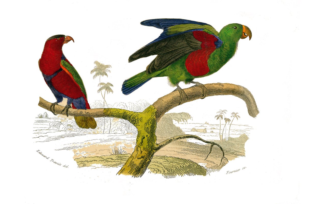 Naturhistorisk styre: Zoologisk styre som representerer klatrere. Tricolor lori og den grønne papegøyen. Plate hentet fra de ni bindene om fugler i "" Works complete of Buffon""" skrevet av naturforsker Georges Louis Leclerc, greve av Buffon (1707-1788) av Edouard Travies