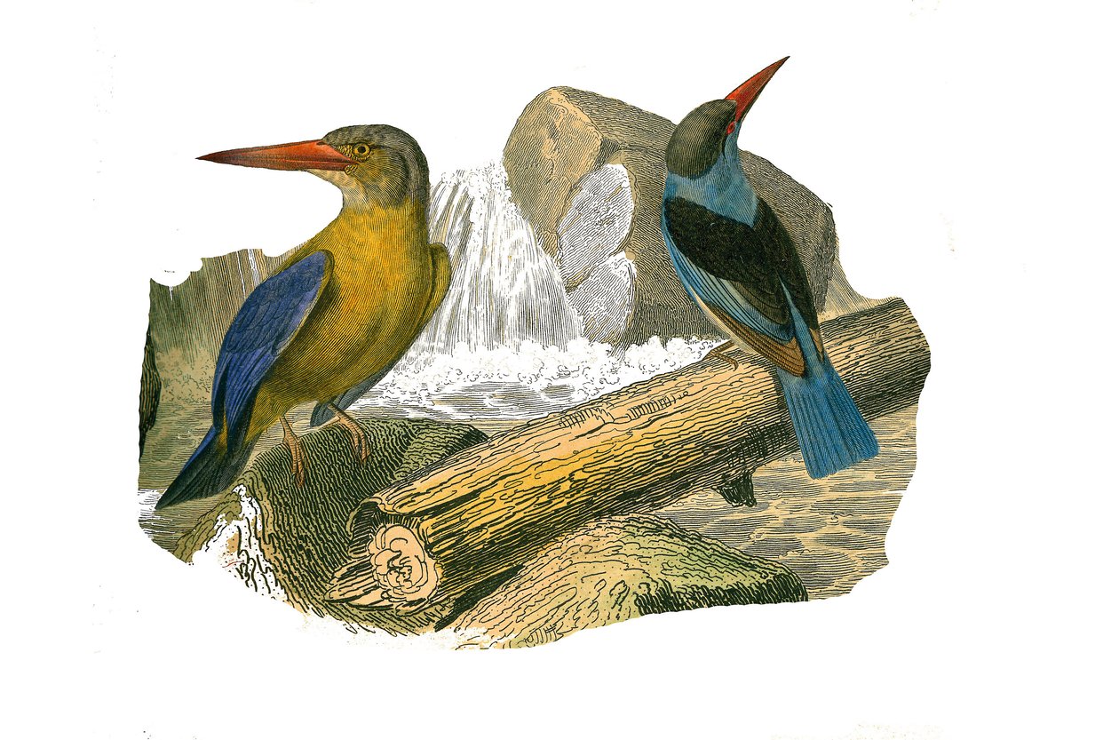 Natural History Board: Zoologisk tavle som representerer syndaktyl-spurvefugler (som har to eller flere brusfingre sammen). Stornebb og gråhodekonge. Plate hentet fra de ni bindene om fugler i "" Works complete of Buffon""" skrevet av naturforsker av Edouard Travies