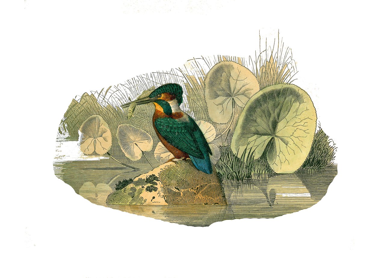 Natural History Board: Zoologisk tavle som representerer syndaktyl-spurvefugler (som har to eller flere brusfingre sammen). Isfuglen. Plate hentet fra de ni bindene om fugler i "" Works complete of Buffon""" skrevet av naturforsker Georges Louis Leclerc, av Edouard Travies