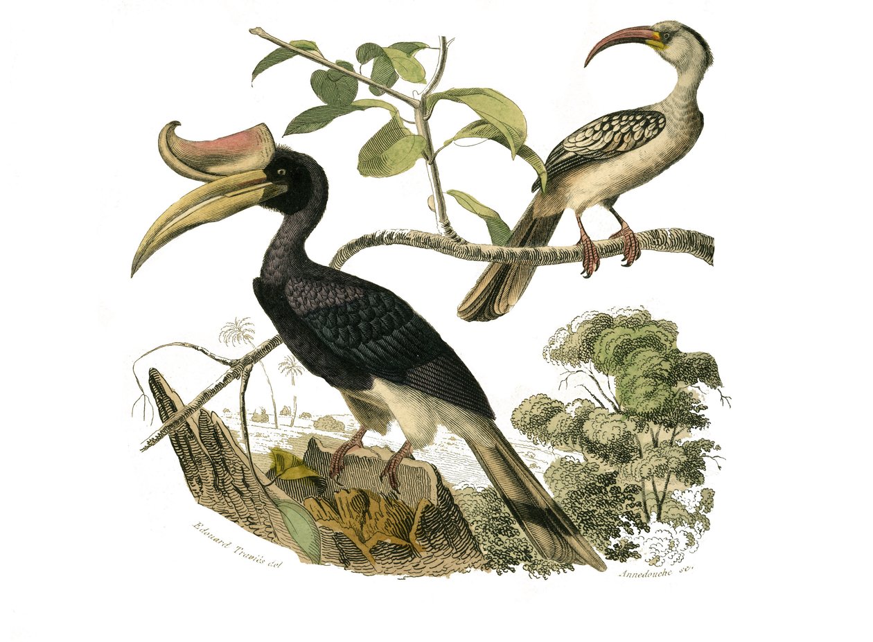 Natural History Board: Zoologisk bord som representerer syndaktyl spurvefugler av Edouard Travies