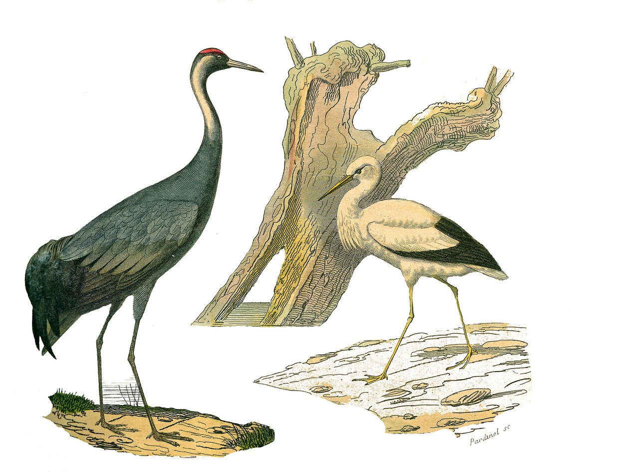 Naturhistorisk styre: Zoologisk styre som representerer vannfugler og kultrirostre (med store, lange og sterke nebb): trane og stork. Plate hentet fra de ni bindene om fugler i "" Works complete of Buffon""" skrevet av naturforsker Georges Louis Leclerc, av Edouard Travies