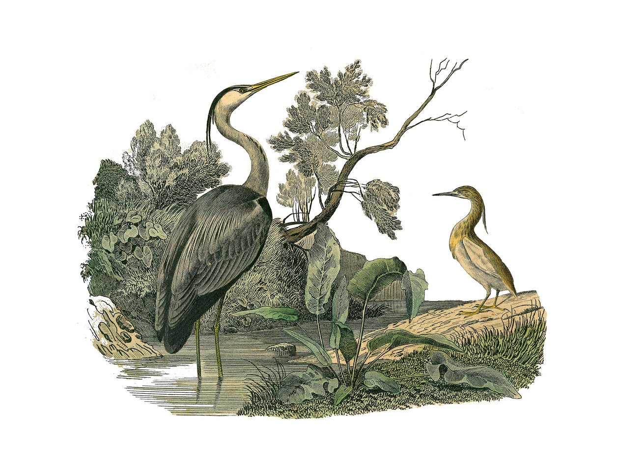 Naturhistorisk styre: Zoologisk tavle som representerer vannfugler og kultrirostrøse vadefugler (med store, lange og sterke nebb): hegre og krabbe. Plate hentet fra de ni bindene om fugler i "" Works complete of Buffon""" skrevet av naturforsker Georges Lo av Edouard Travies