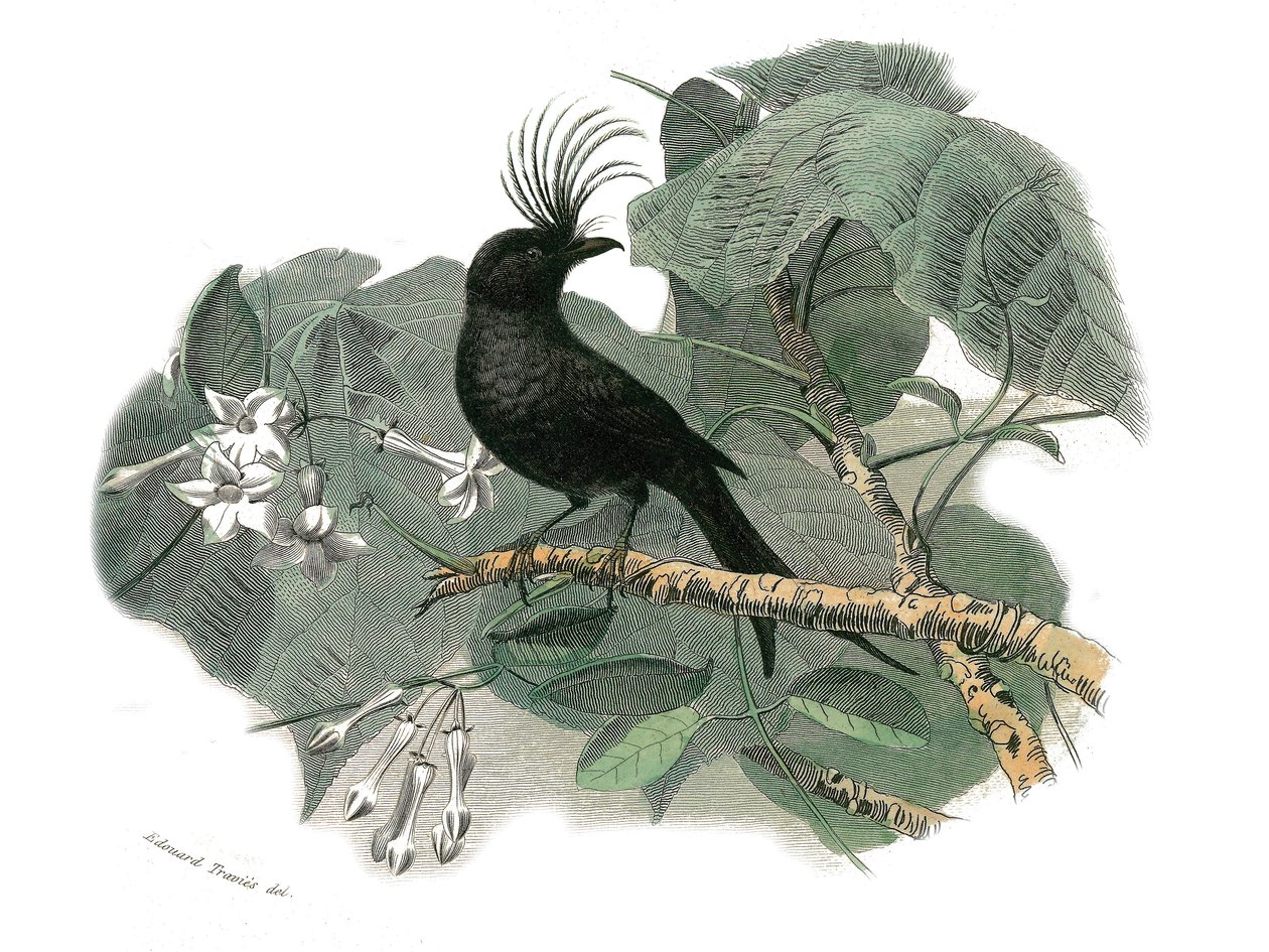 Naturhistorisk plate: Zoologisk tavle som representerer dentirostroous spurvefugler (med ekancre). Drongoen. Plate trukket fra de ni bindene om fugler i "" Works complete of Buffon""" skrevet av naturforsker Georges Louis Leclerc, greve av Buffon (1707-178 av Edouard Travies