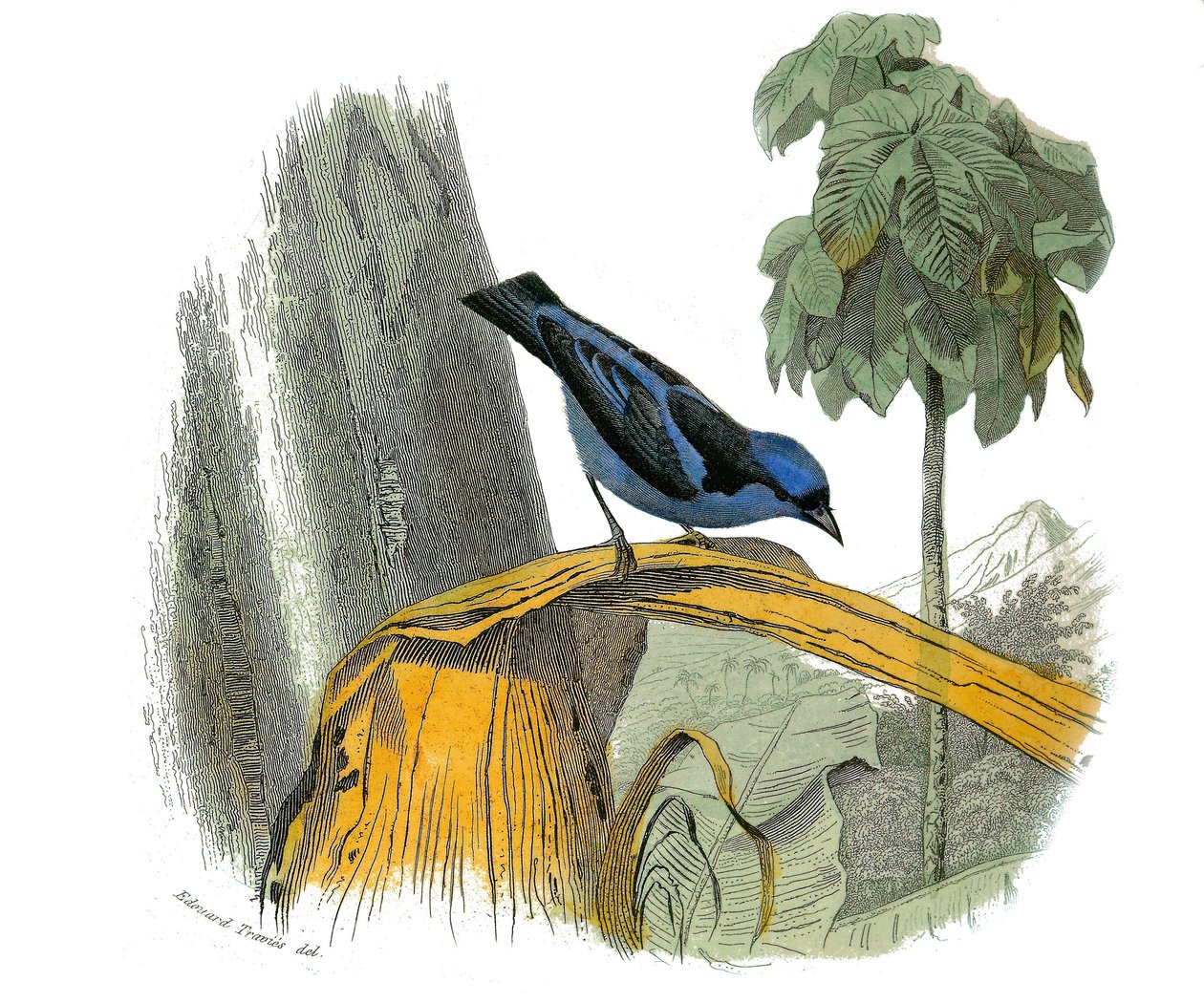 Naturhistorisk plate: Zoologisk tavle som representerer dentirostroous spurvefugler (med ekancre). Den blå pitpit. Plate trukket fra de ni bindene om fugler i "" Works complete of Buffon""" skrevet av naturforsker Georges Louis Leclerc, greve av Buffon (17 av Edouard Travies