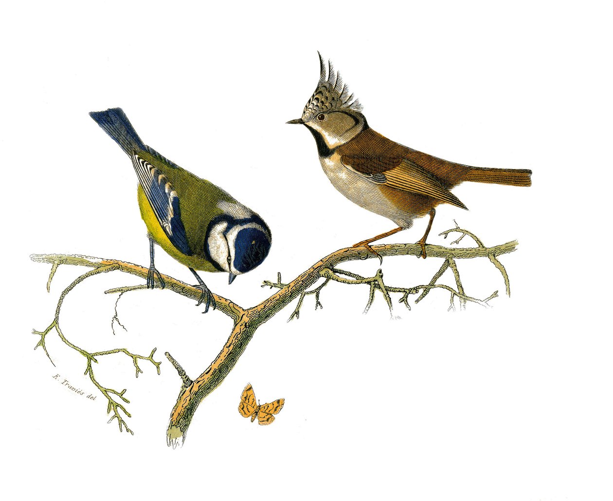 Naturhistorisk plate: Zoologisk tavle som representerer dentirostroous spurvefugler (med ekancre). Den blå mesangen og huppee-mesangen. Plate hentet fra de ni bindene om fugler i "" Works complete of Buffon""" skrevet av naturforsker Georges Louis Leclerc av Edouard Travies