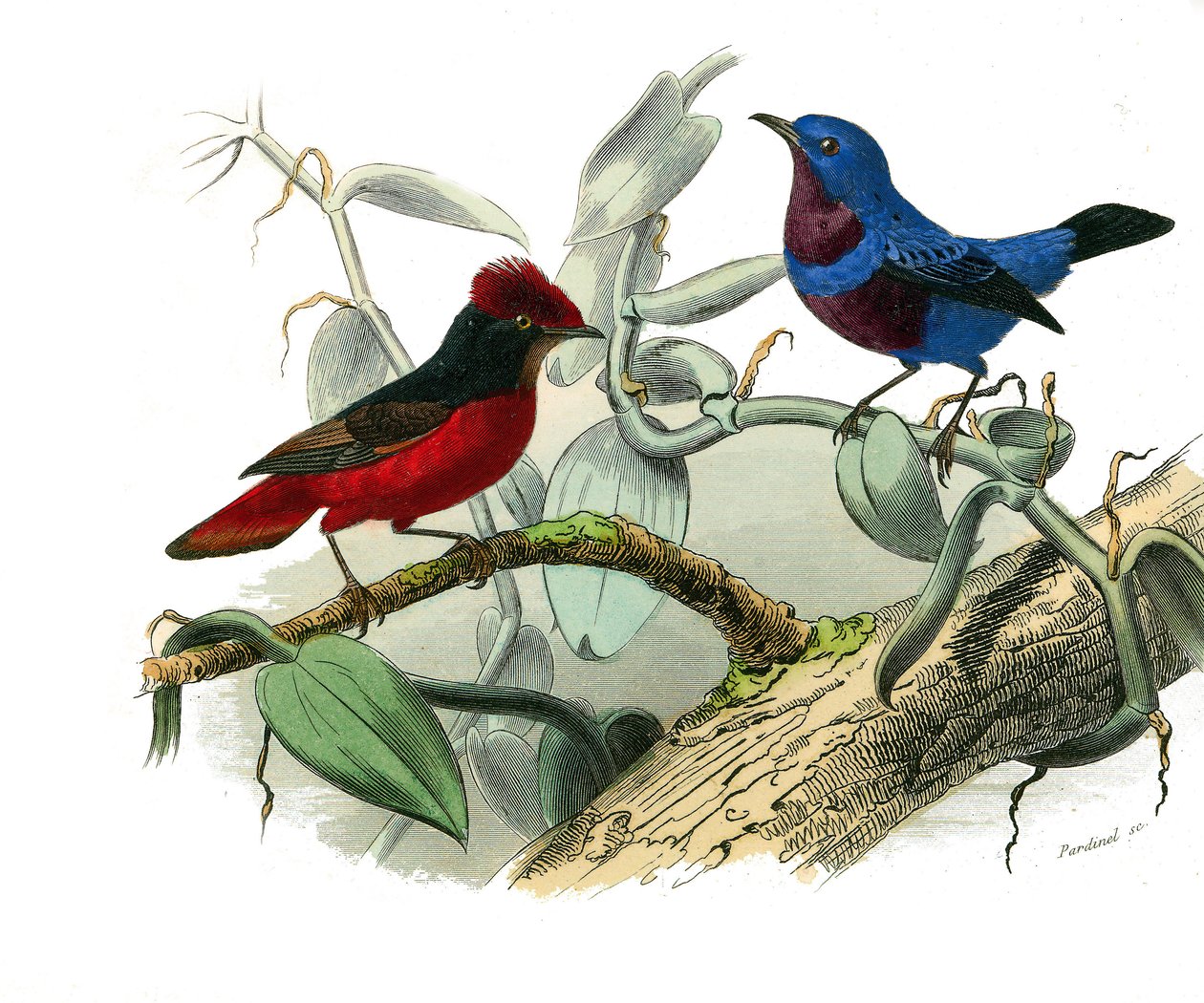Naturhistorisk plate: Zoologisk tavle som representerer dentirostroous spurvefugler (med ekancre). Ouetten og den blå snoren. Plate hentet fra de ni bindene om fugler i "" Works complete of Buffon""" skrevet av naturforsker Georges Louis Leclerc, greve av av Edouard Travies