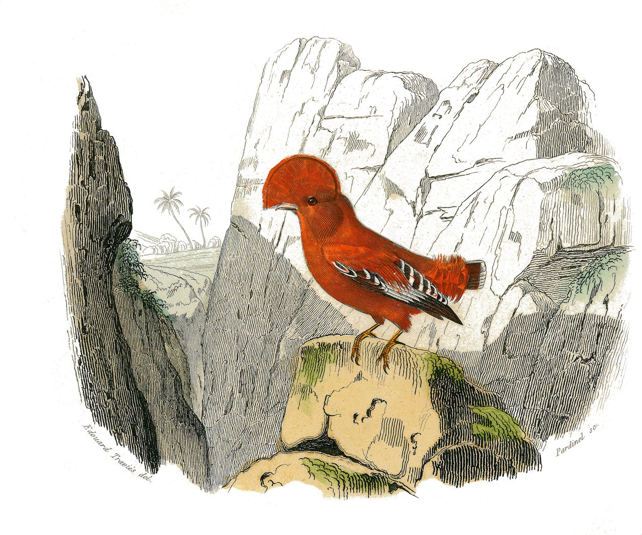 Naturhistorisk plate: Zoologisk tavle som representerer dentirostroous spurvefugler (med ekancre). Hanen. Plate hentet fra de ni bindene om fugler i "" Works complete of Buffon""" skrevet av naturforsker Georges Louis Leclerc, grev av Edouard Travies
