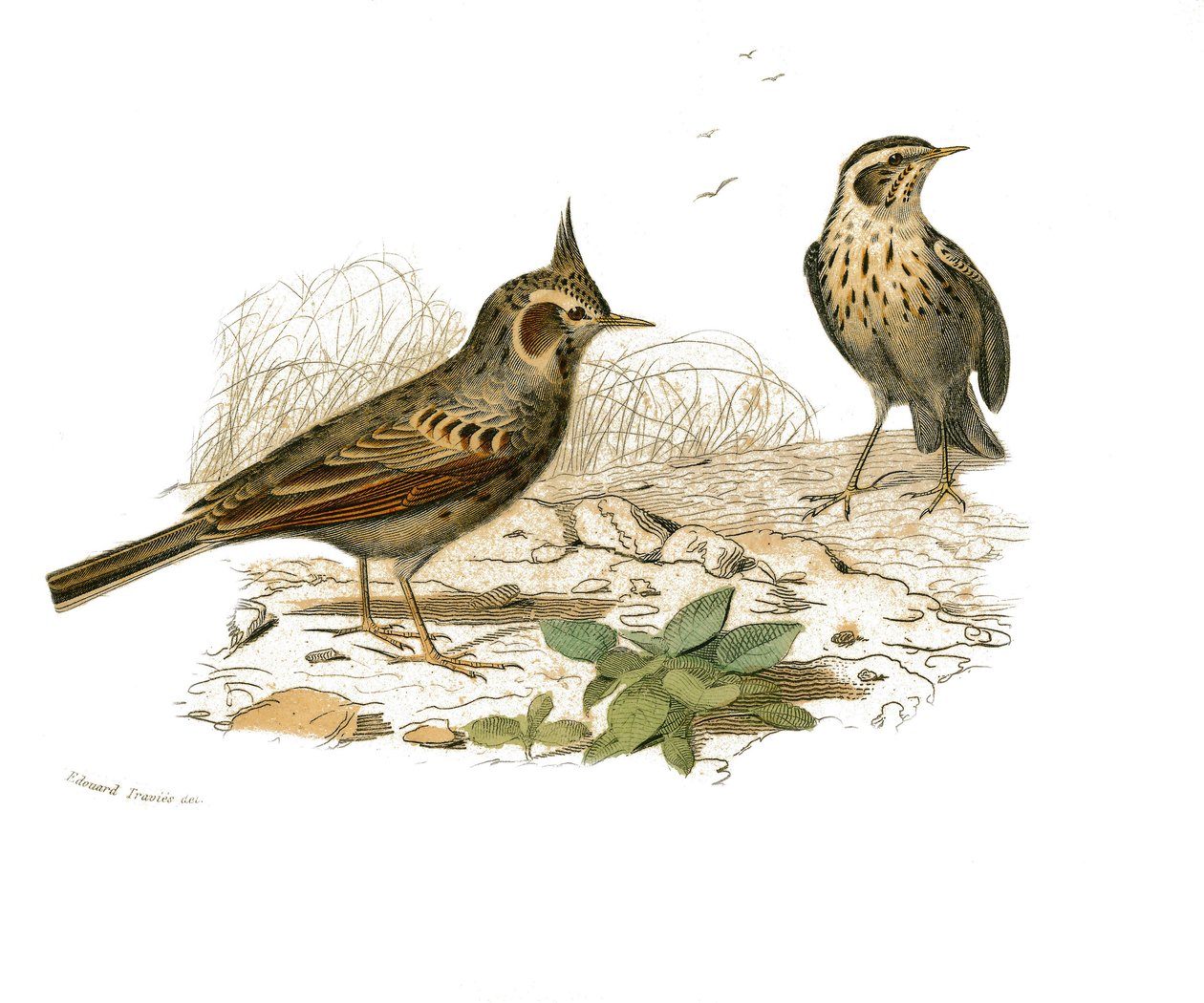 Naturhistorisk plate: Zoologisk tavle som representerer dentirostroous spurvefugler (med ekancre). Cochevisen og myrlerken. Plate hentet fra de ni bindene om fugler i "" Works complete of Buffon""" skrevet av naturforsker Georges L av Edouard Travies