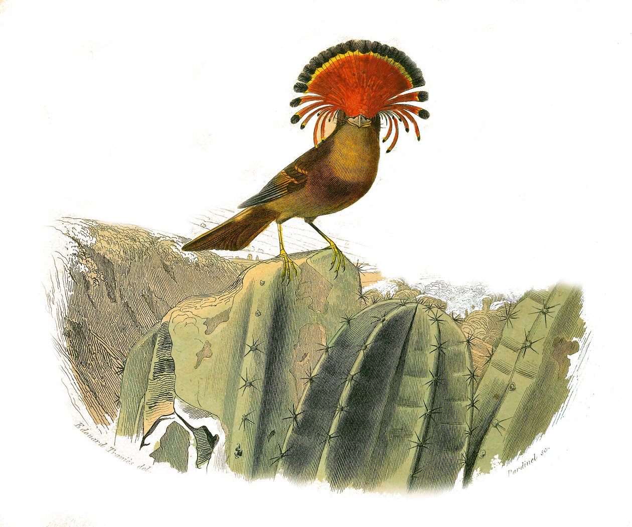 Naturhistorisk plate: Zoologisk tavle som representerer dentirostroous spurvefugler (med ekancre). Kongen av fluer. Plate hentet fra de ni bindene om fugler i "" Works complete of Buffon""" skrevet av naturforsker Georges Louis Leclerc, greve av Buffon (17 av Edouard Travies