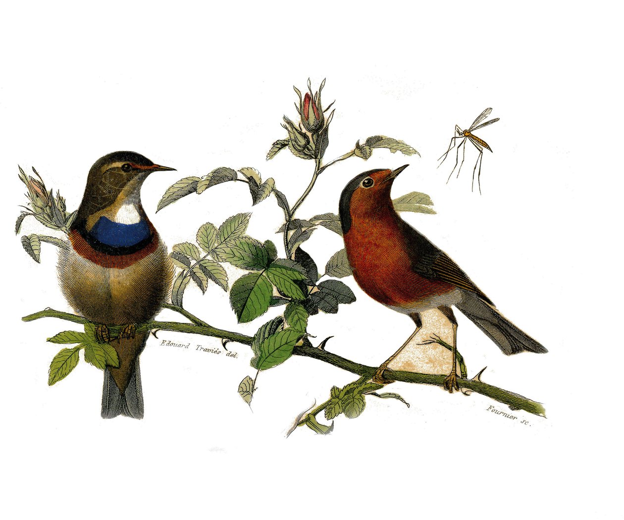 Naturhistorisk plate: Zoologisk tavle som representerer dentirostroous spurvefugler av Edouard Travies