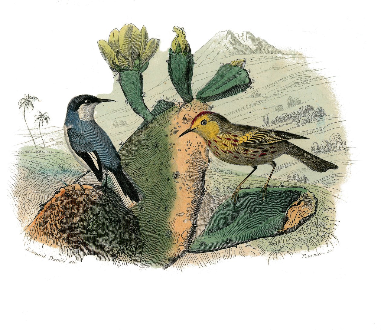 Naturhistorisk plate: Zoologisk tavle som representerer dentirostroous spurvefugler av Edouard Travies