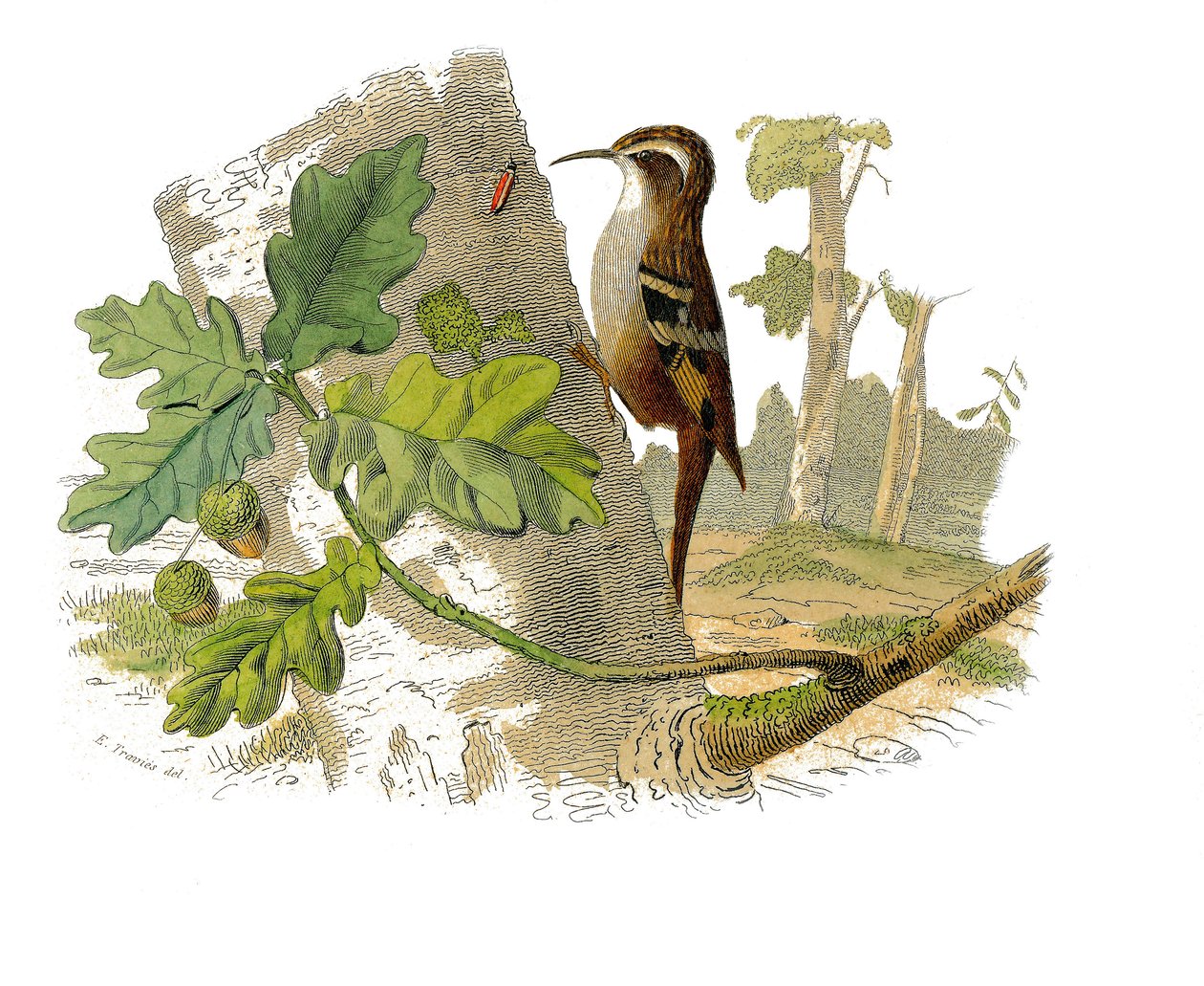 Naturhistorisk plate: Zoologisk tavle som representerer dentirostroous spurvefugler av Edouard Travies