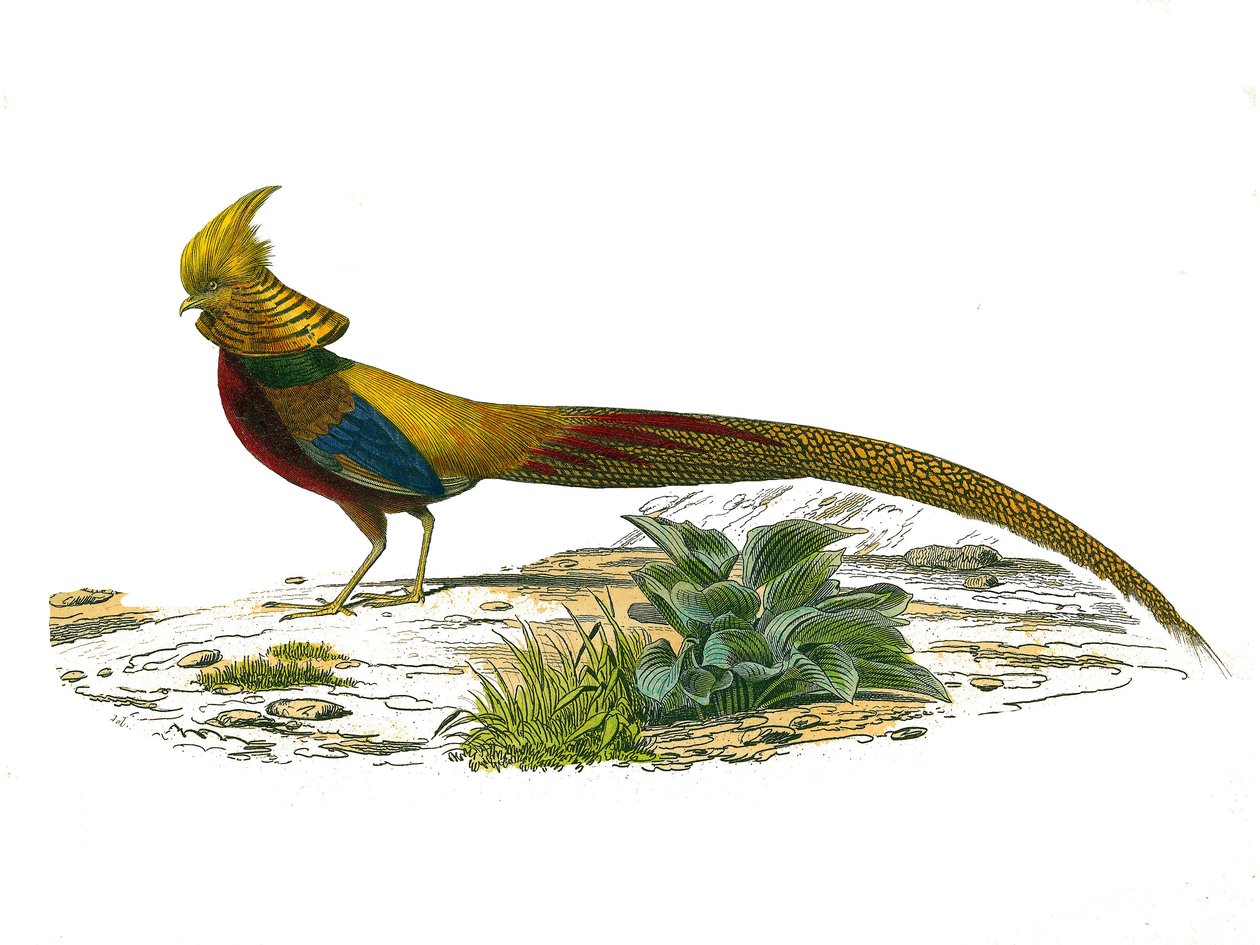 Naturhistorisk plate: Zoologisk bord som representerer gallinaser: den kinesiske dorefasanen. Plate hentet fra de ni bindene om fugler i "" Works complete of Buffon""" skrevet av naturforsker Georges Louis Leclerc, greve av Buffon (1707-1788) mellom 1749 a av Edouard Travies