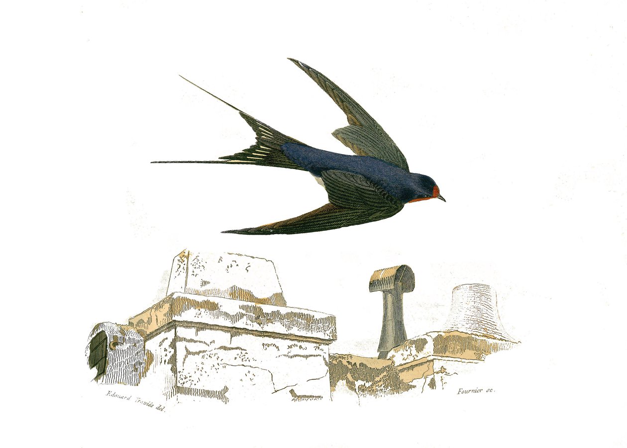 Naturhistorisk plate: Zoologisk tavle som representerer de fissirøse gangveiene av Edouard Travies