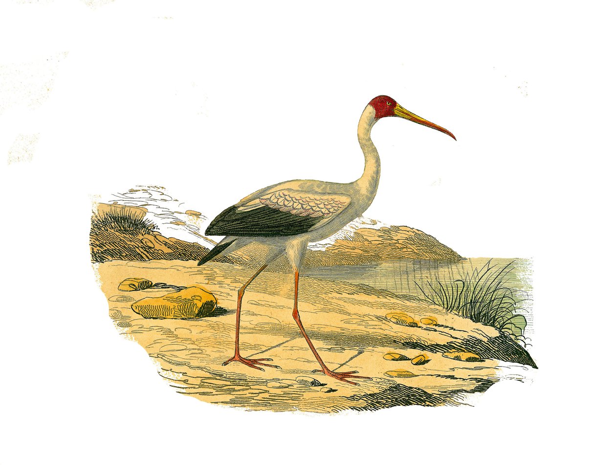 Naturhistorisk plate: Zoologisk tavle som representerer de langstrakte chassierene (med lange og magre sedler): White Ibis. Plate hentet fra de ni bindene om fugler i "" Works complete of Buffon""" skrevet av naturforsker Georges Louis Leclerc, greve av av Edouard Travies