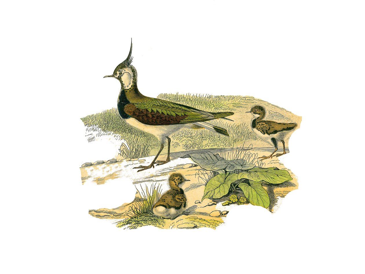 Naturhistorisk plate: Zoologisk tavle som representerer de langstrakte vadefuglene (med lange og magre nebb): lammet og dets unger. Plate hentet fra de ni bindene om fugler i "" Works complete of Buffon""" skrevet av naturforsker Georges Louis Leclerc, Cou av Edouard Travies
