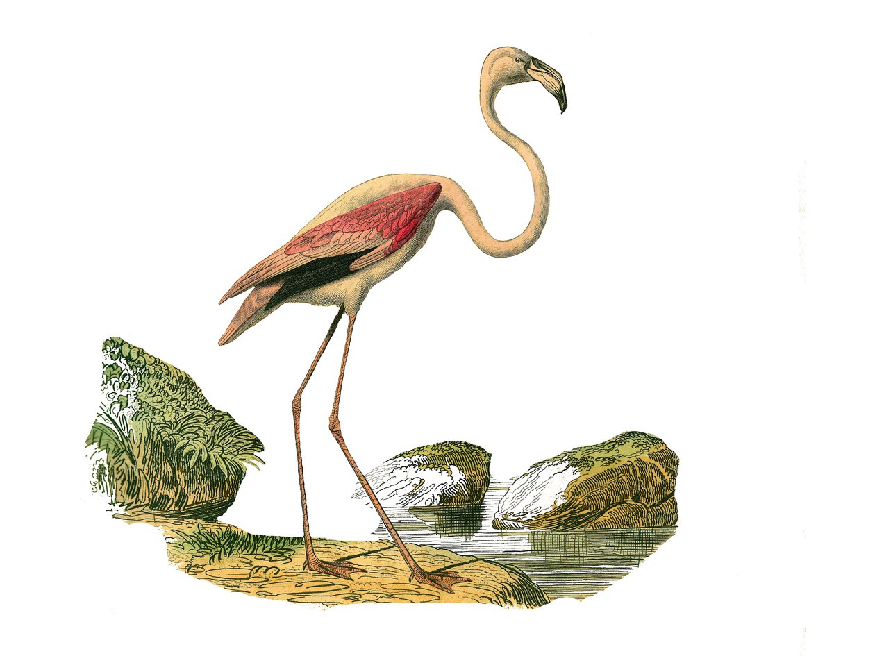 Naturhistorisk plate: Zoologisk tavle som representerer de langstrakte vadefuglene (med en lang og mager nebb): den rosa flamingoen. Plate hentet fra de ni bindene om fugler i "" Works complete of Buffon""" skrevet av naturforsker Georges Louis Leclerc, gr av Edouard Travies