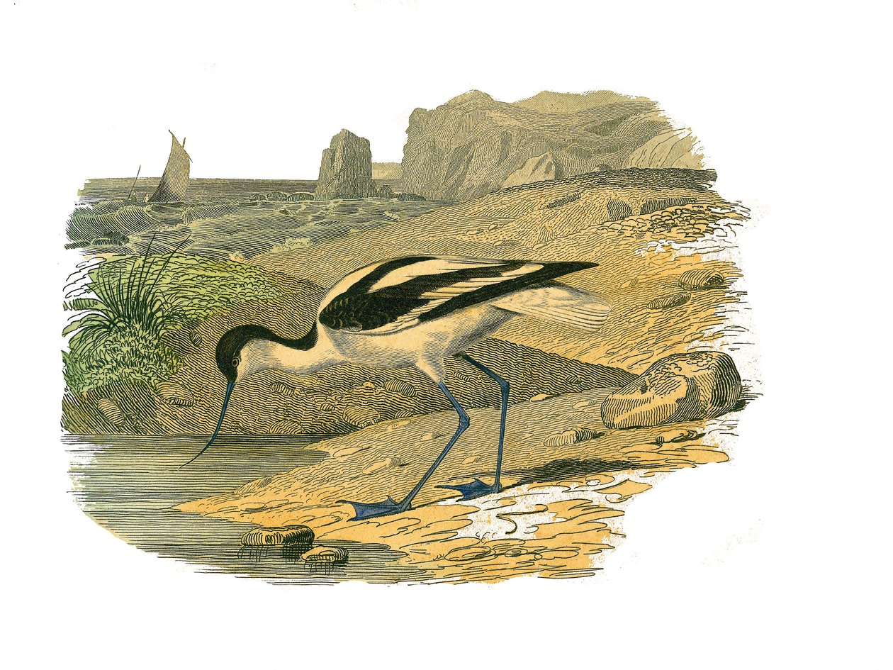 Naturhistorisk plate: Zoologisk bord som representerer de langstrakte vadefuglene av Edouard Travies