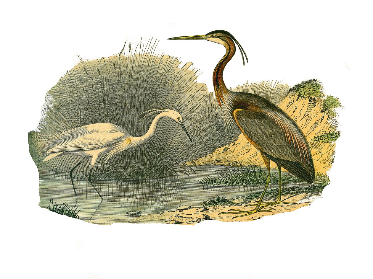 Natural History Plate: Zoologisk tavle som representerer vannfugler og cultrirostruus vadefugler (med store, lange og sterke nebb): eagrette og lilla hegre. Plate tegnet fra de ni bindene om fugler i "" Works complete of Buffon""" skrevet av naturforsker G av Edouard Travies