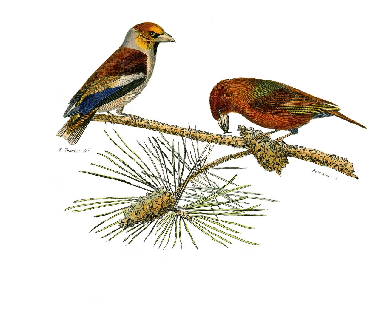 Naturhistorisk tavle: Zoologisk tavle som representerer konirostrus spurvefugl (konisk nebb). Big bill (Grosbeak) og Cross bill (Crossbill). Plate hentet fra de ni bindene om fugler i "" Works complete of Buffon""" skrevet av naturforsker Georges Louis Le av Edouard Travies