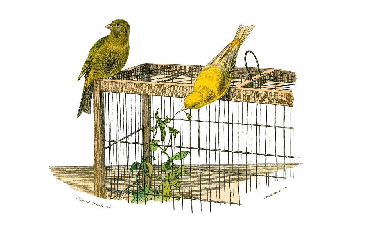 Naturhistorisk tavle: Zoologisk tavle som representerer konirostrus spurvefugl (konisk nebb). Kanariøyene. Plate hentet fra de ni bindene om fugler i "" Works complete of Buffon""" skrevet av naturforsker Georges Louis Leclerc, greve av Buffon (1707) av Edouard Travies