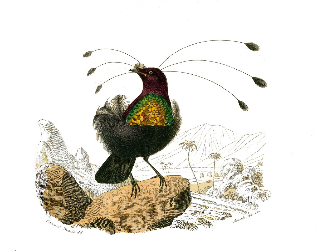 Naturhistorisk tavle: Zoologisk tavle som representerer konirostrus spurvefugl (konisk nebb). Sifileten. Plate trukket fra de ni bindene om fugler i "" Works complete of Buffon""" skrevet av naturforsker Georges Louis Leclerc, greve av Buffon (1707-1788) av Edouard Travies