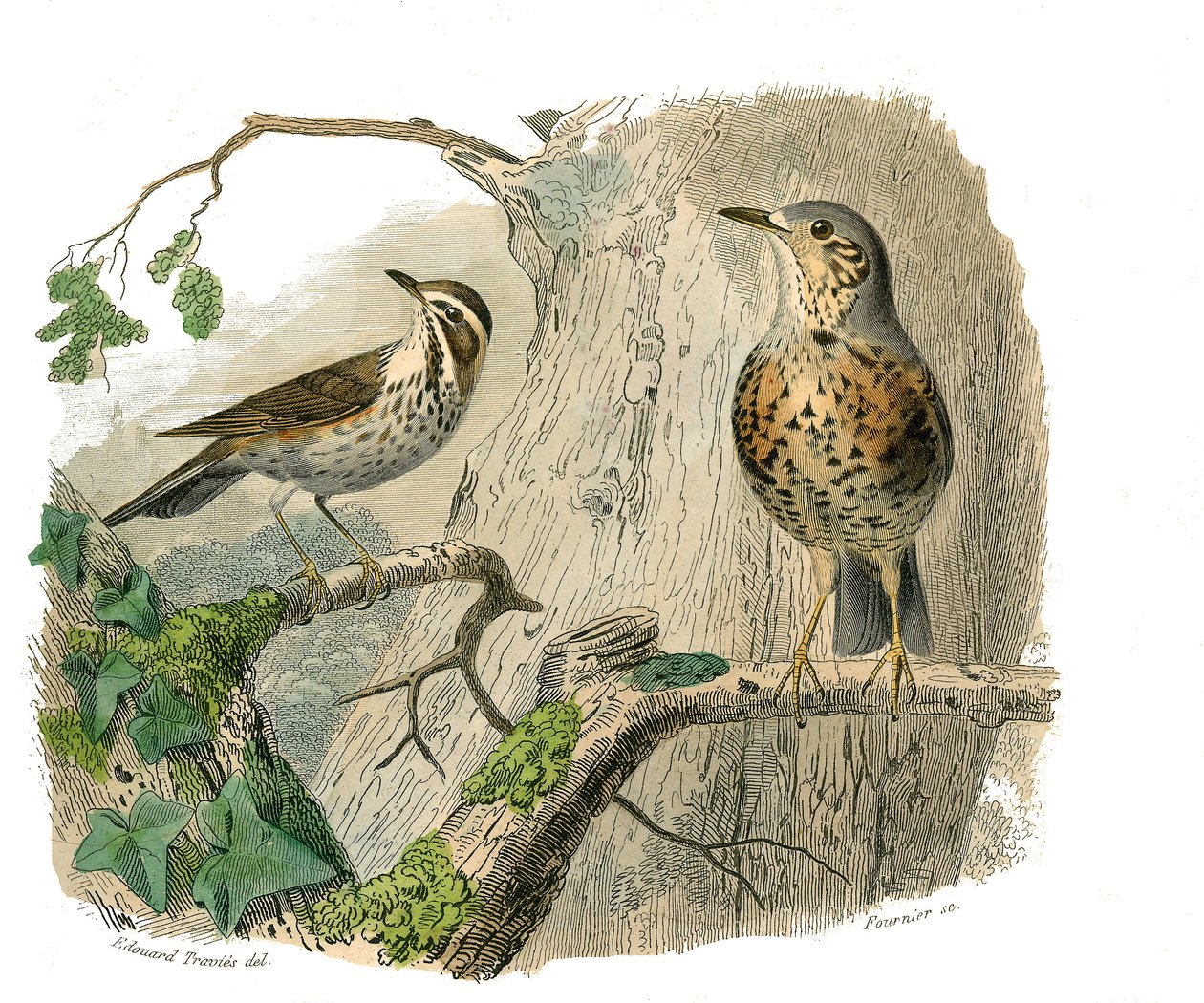 Naturhistorisk tavle: Zoologisk tavle som representerer konirostrus spurvefugl (konisk nebb). Den forbannede og drenerer. Plate hentet fra de ni bindene om fugler i "" Works complete of Buffon""" skrevet av naturforsker Georges Louis Leclerc, greve av Buff av Edouard Travies