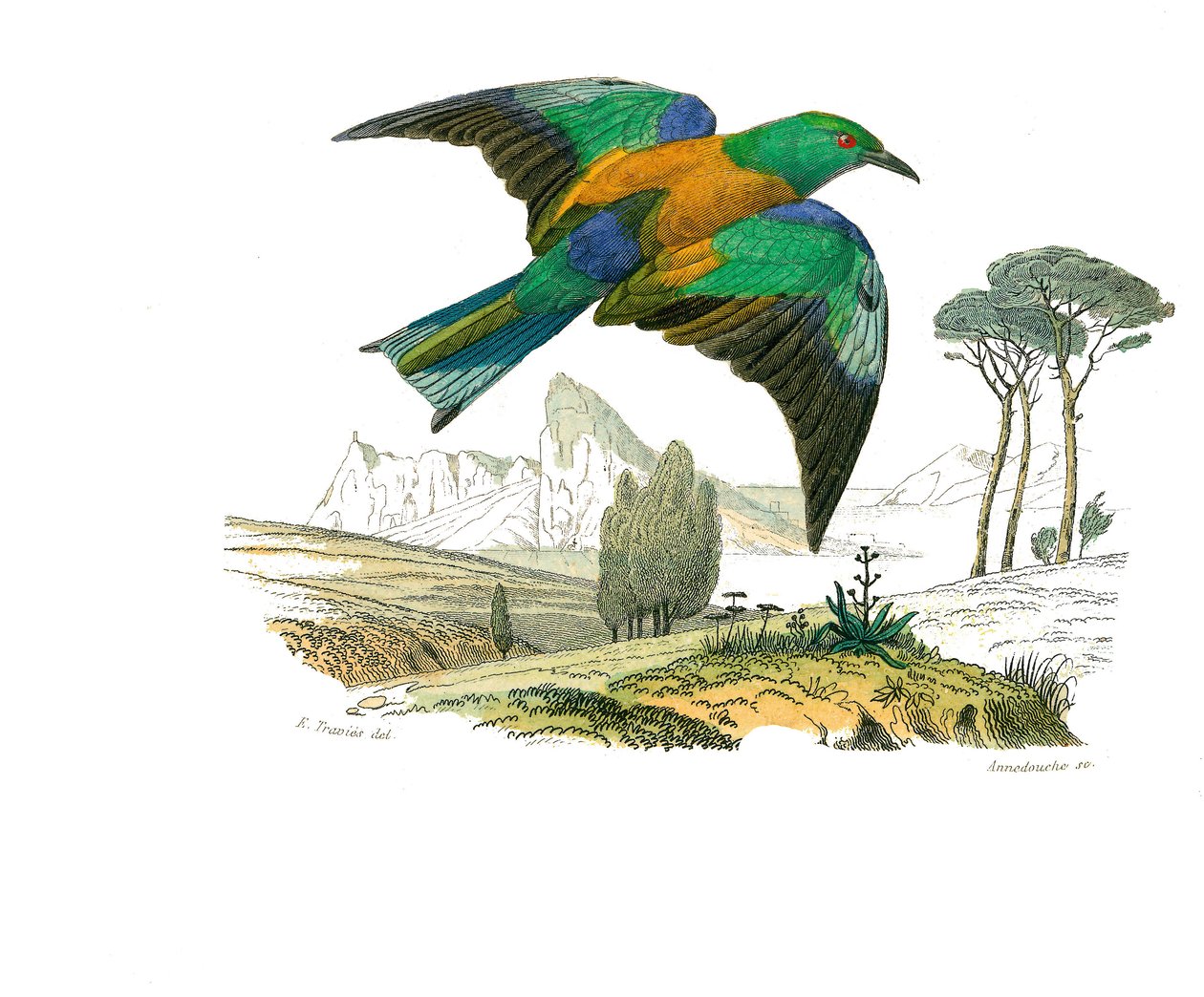 Naturhistorisk tavle: Zoologisk tavle som representerer konirostrus spurvefugl (konisk nebb). The Rollier of Europe. Plate hentet fra de ni bindene om fugler i "" Works complete of Buffon""" skrevet av naturforsker Georges Louis Leclerc, greve av Buffon (1 av Edouard Travies