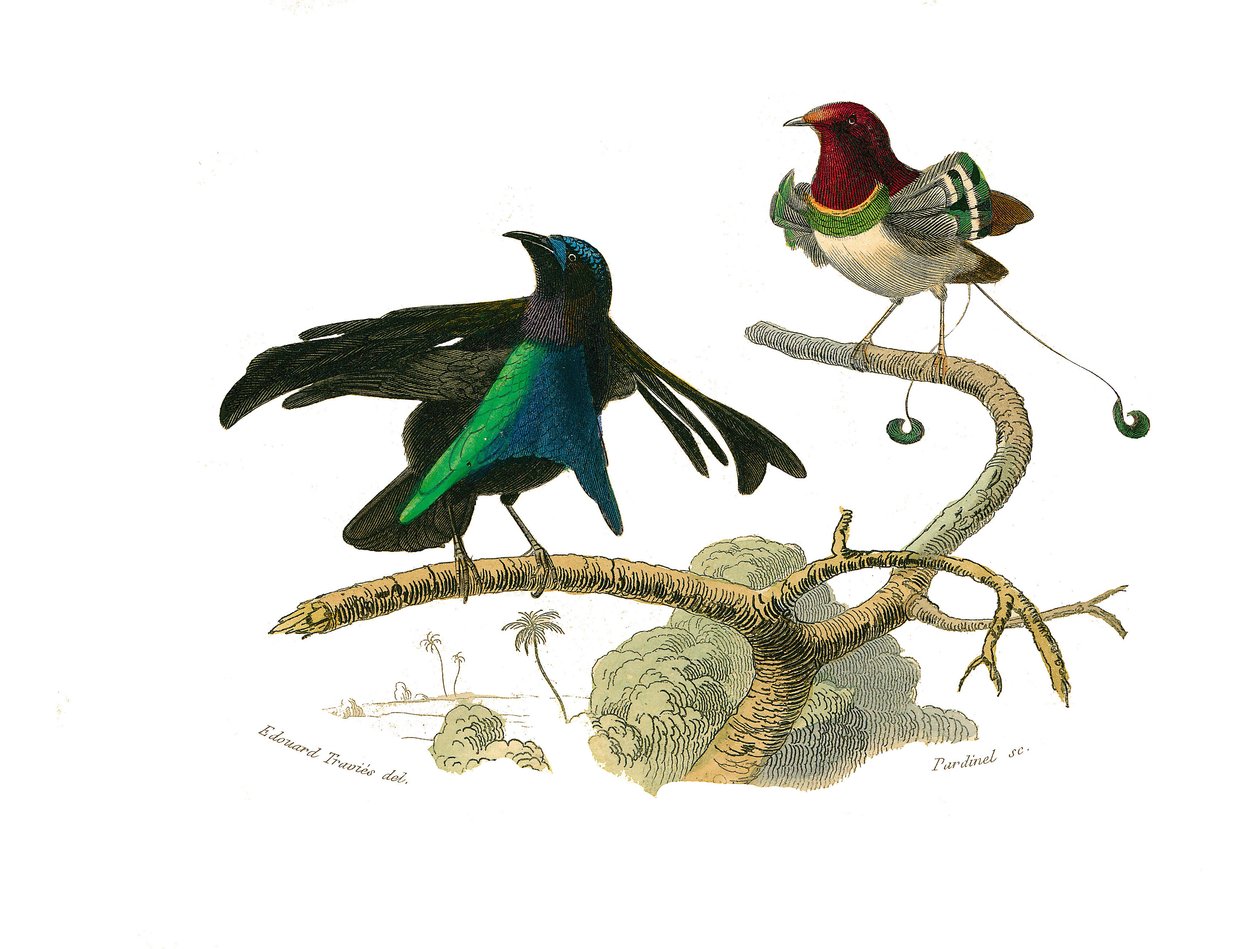 Naturhistorisk tavle: Zoologisk tavle som representerer konirostrus spurvefugl (konisk nebb). Den svarte manukoden og manukoden. Plate hentet fra de ni bindene om fugler i "" Works complete of Buffon""" skrevet av naturforsker Georges Louis Leclerc, Coun av Edouard Travies