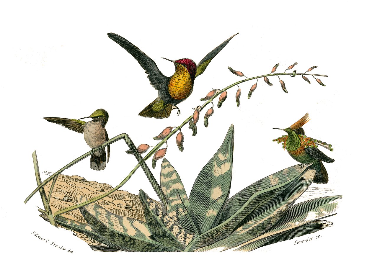 Naturhistorisk tavle: Zoologisk tavle som representerer konirostrus spurvefugl (konisk nebb). Fluefuglen, småfluefuglen og bøylefluefuglen. Plate hentet fra de ni bindene om fugler i "" Works complete of Buffon""" skrevet av naturforsker George av Edouard Travies