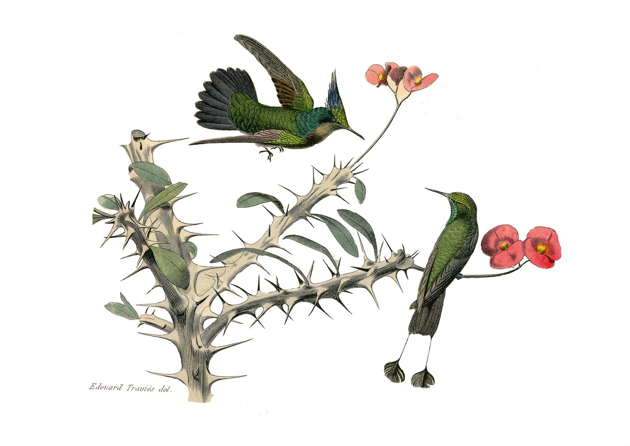 Naturhistorisk tavle: Zoologisk tavle som representerer konirostrus spurvefugl (konisk nebb). Hoopoly-fluefuglen og trugefluefuglen. Plate hentet fra de ni bindene om fugler i "" Works complete of Buffon""" skrevet av naturforsker Georges Louis Le av Edouard Travies