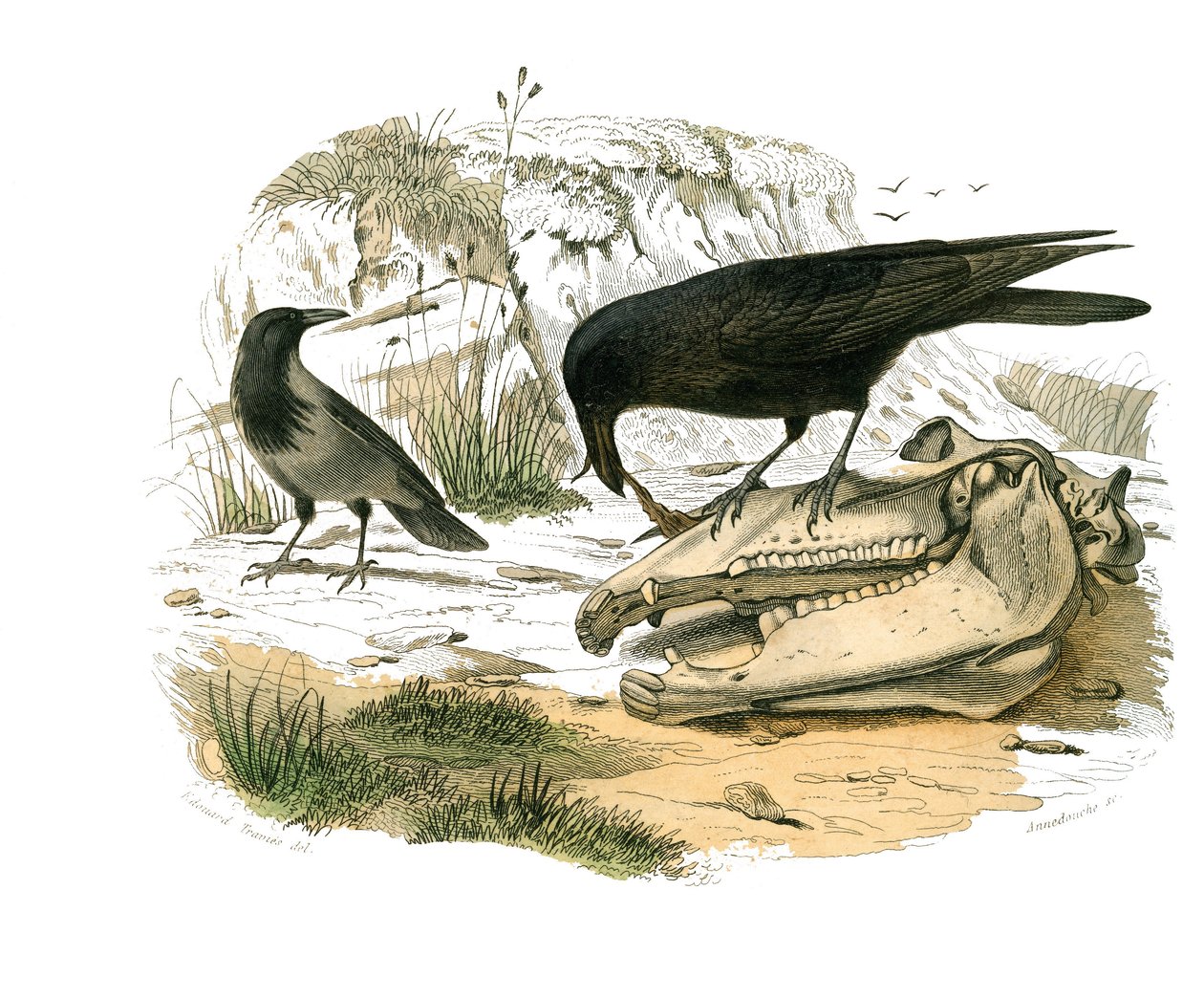 Natural history board: Zoological board representing conirostrous passerines (conical beak). The raven. Plate drawn from the nine volumes on birds in “” Works complete of Buffon””” written by naturalist Georges Louis Leclerc, Count of Buffon (1707-1788) be av Edouard Travies