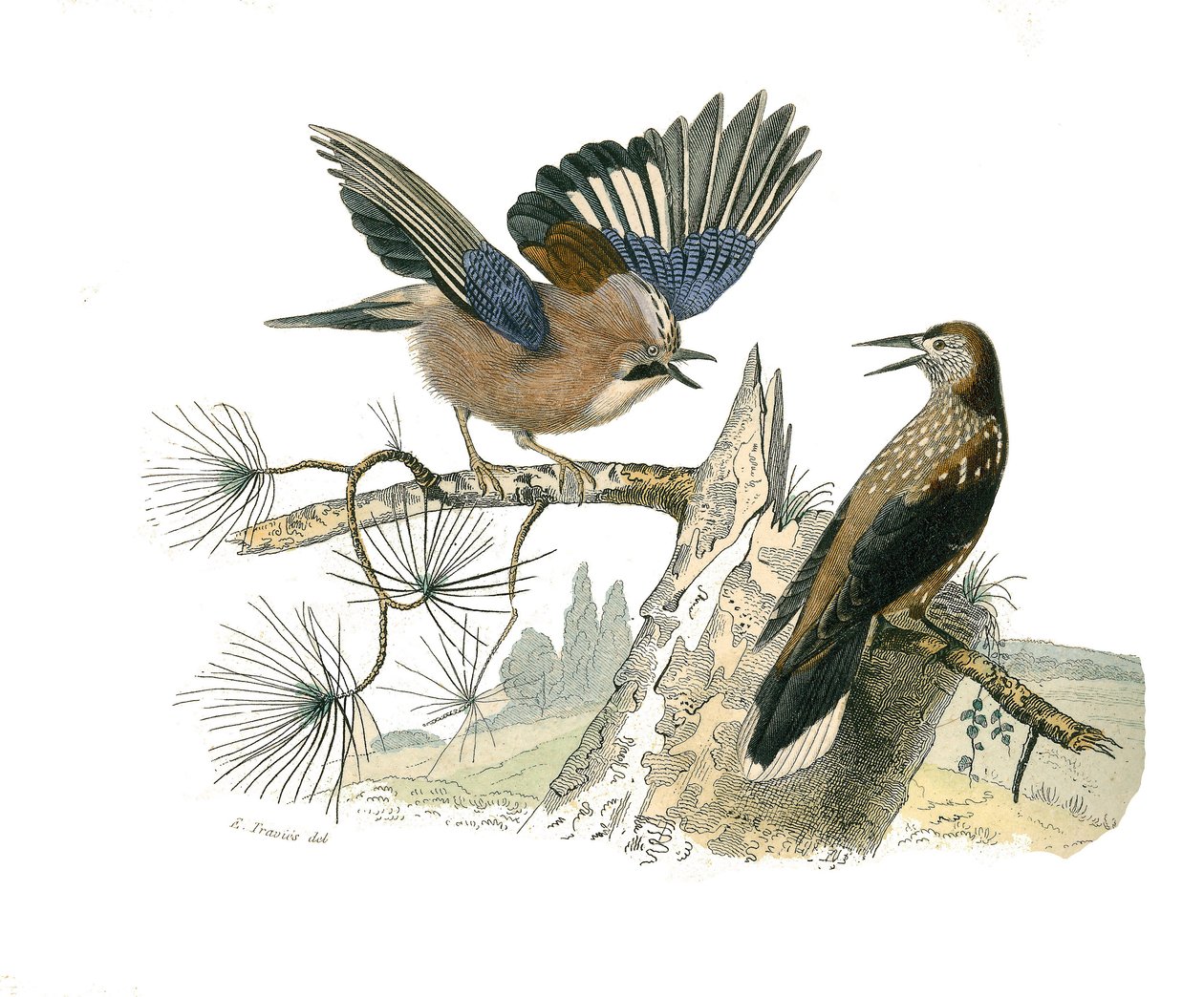Naturhistorisk tavle: Zoologisk tavle som representerer konirostrus spurvefugl (konisk nebb). Jay og nøttekjeks. Plate hentet fra de ni bindene om fugler i "" Works complete of Buffon""" skrevet av naturforsker Georges Louis Lecler av Edouard Travies