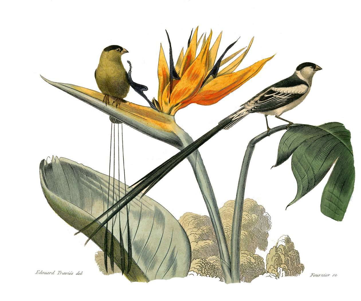 Naturhistorisk styre: Zoologisk tavle som representerer konirostro spurvefugler av Edouard Travies
