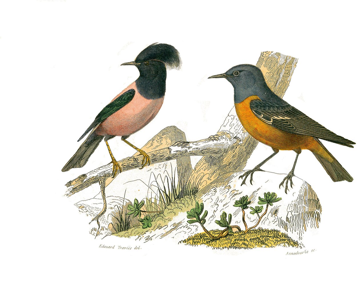 Naturhistorisk styre: Zoologisk tavle som representerer konirostro spurvefugler av Edouard Travies