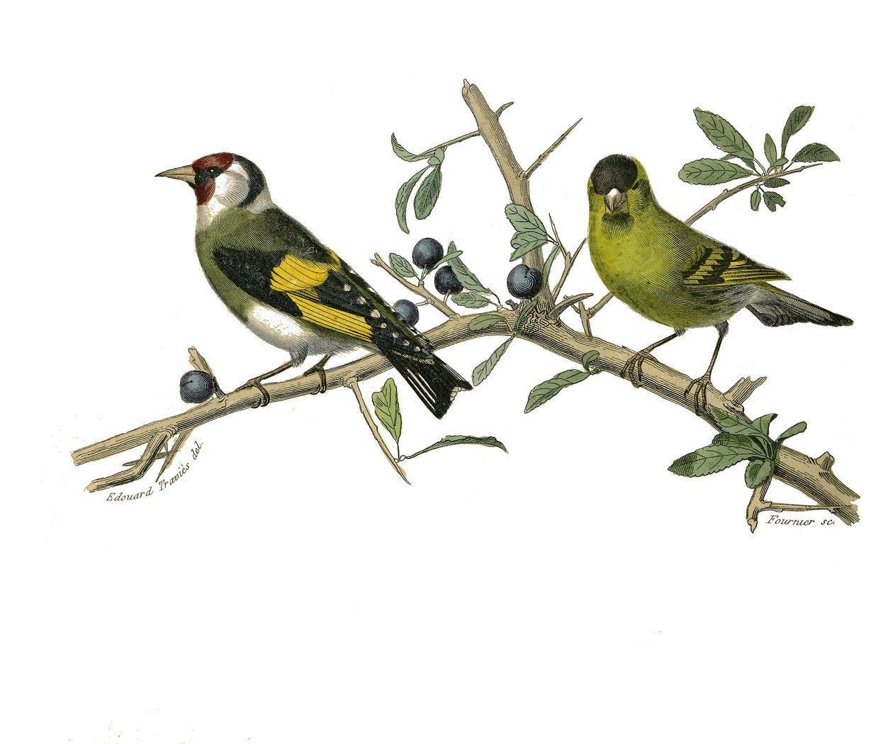 Naturhistorisk styre: Zoologisk tavle som representerer konirostro spurvefugler av Edouard Travies