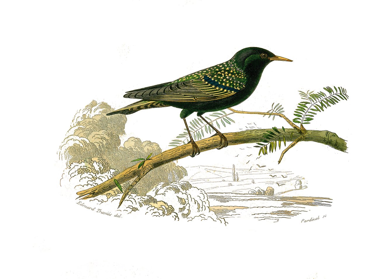 Naturhistorisk styre: Zoologisk styre som representerer gallinaser. Duen. Plate tegnet fra de ni bindene om fugler i "" Works complete of Buffon""" skrevet av naturforsker Georges Louis Leclerc, greve av Buffon (1707-1788) mellom 1749 og 1785. Illustra av Edouard Travies