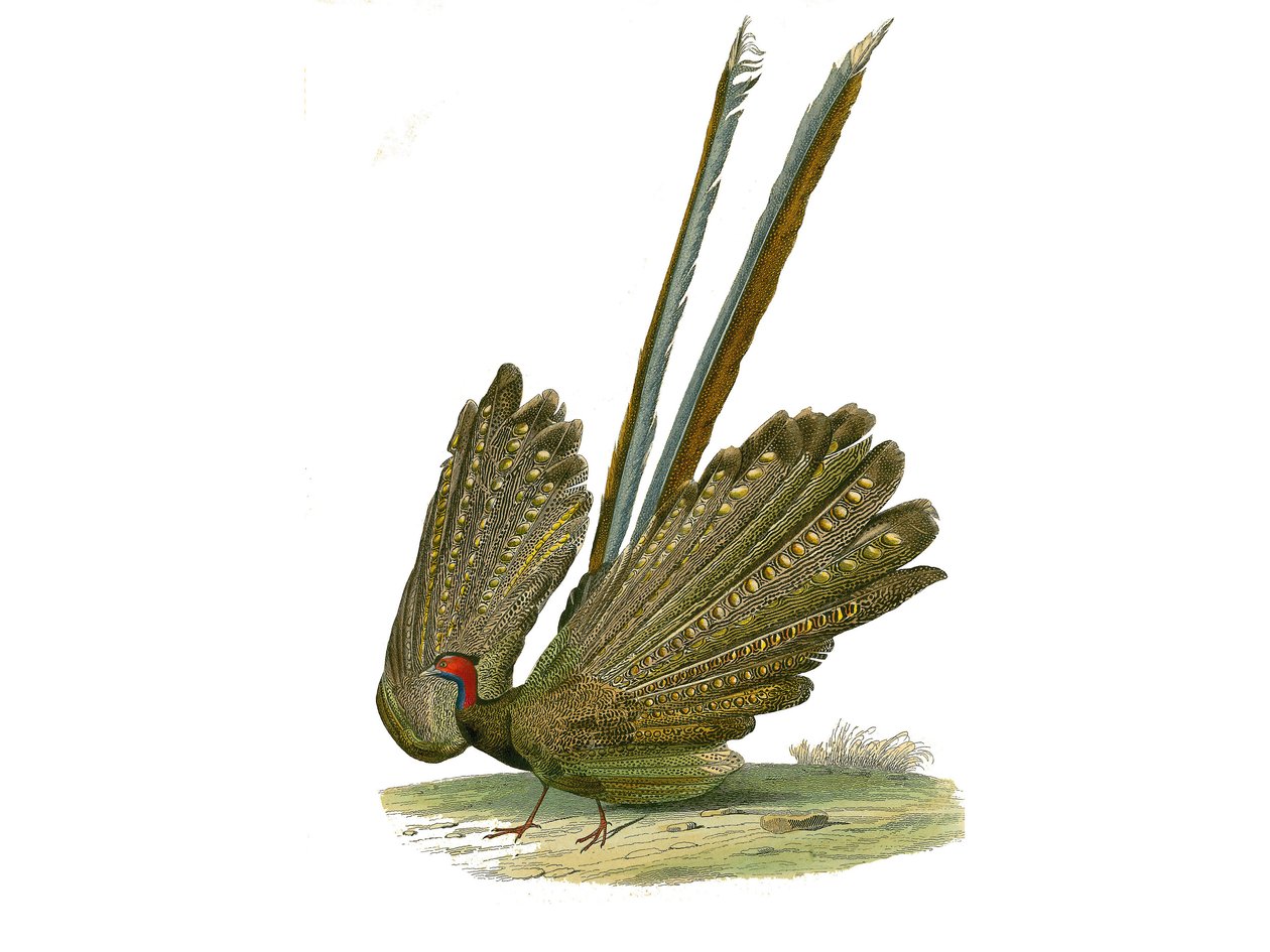 Naturhistorisk styre: Zoologisk styre som representerer gallinaser: argus. Plate tegnet fra de ni bindene om fugler i "" Works complete of Buffon""" skrevet av naturforsker Georges Louis Leclerc, greve av Buffon (1707-1788) mellom 1749 og 1785. Illustratio av Edouard Travies