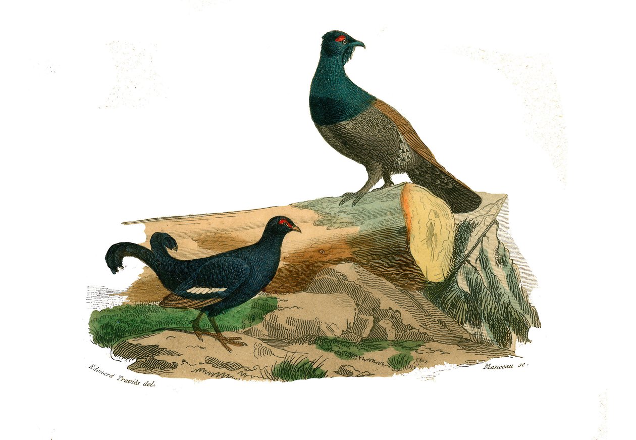 Natural history board: Zoological board representing gallinaces: forked-tailed tetras and tetras. Plate drawn from the nine volumes on birds in “” Works complete of Buffon””” written by naturalist Georges Louis Leclerc, Count of Buffon (1707-1788) between  av Edouard Travies