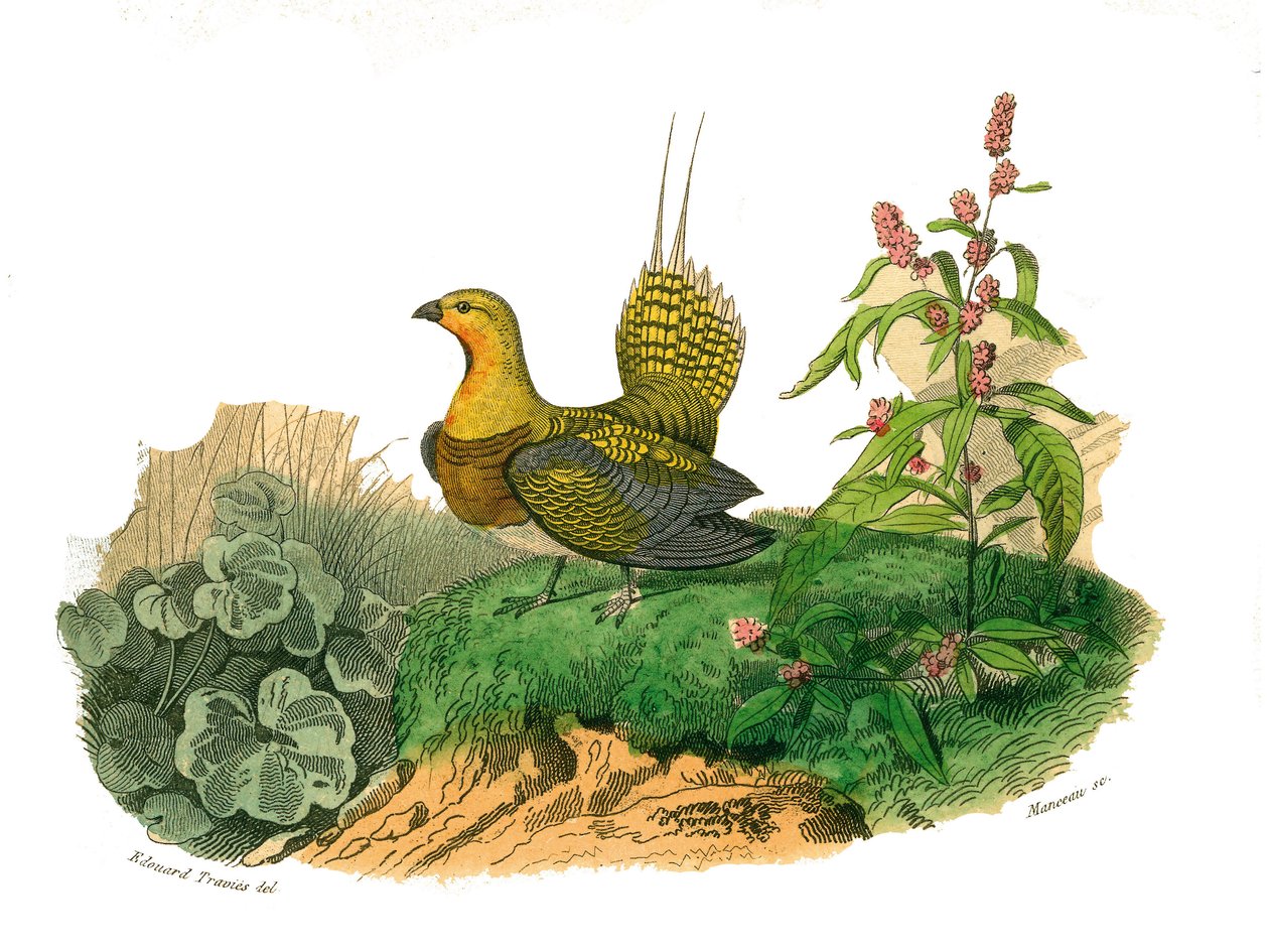 Naturhistorisk styre: Zoologisk styre som representerer gallinaser: ganga. Plate hentet fra de ni bindene om fugler i "" Works complete of Buffon""" skrevet av naturforsker Georges Louis Leclerc, greve av Buffon av Edouard Travies